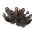 AussieSuperStore Art & Craft Essentials Craft Feathers Neck Plumage Craft Feathers Neck Plumage | Artificial Feathers 9331468049012 VCF33